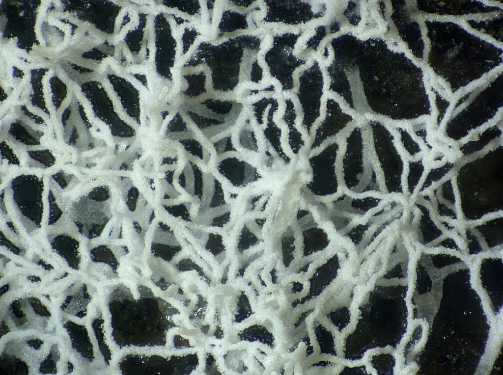 Ceratiomyxa fruticulosa